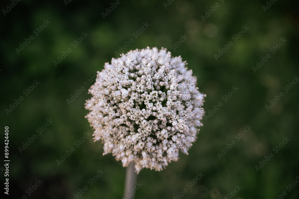 White leek flower with green background White leek flower with green background
