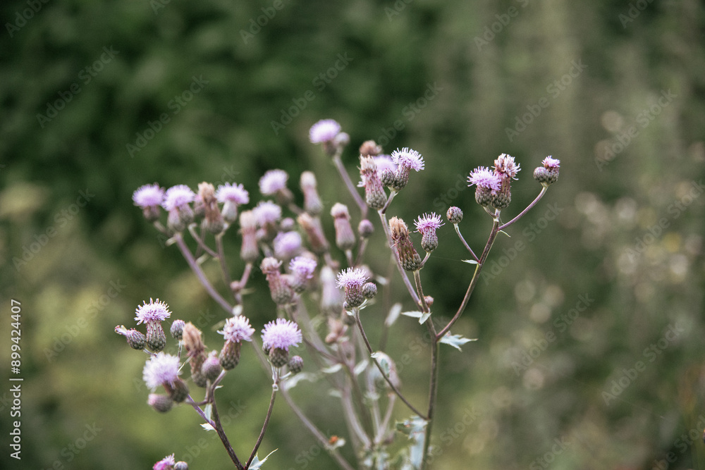 Thistle Asteraceae with green background Thistle Asteraceae with green background