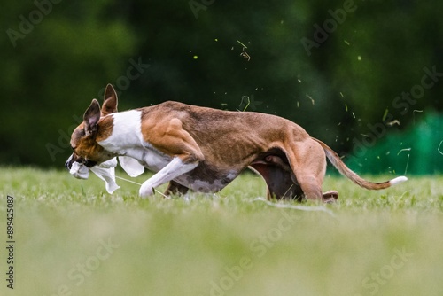 Φωτογραφία Whippet mixed breed mutt running lure coursing dog sport in grass