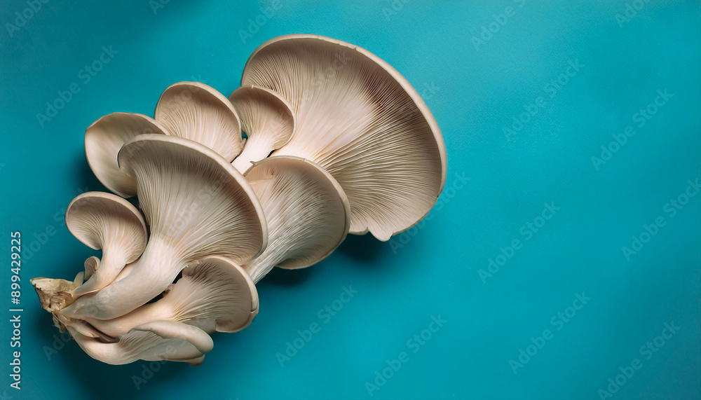 Fototapeta premium A lots of fresh Organic White pleurotus ostreatus mushroom. pattern texture background.