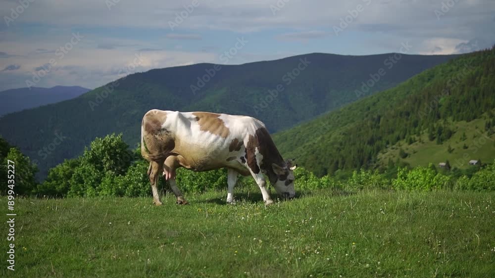 Single cow stands on a high meadow with mountains at background Single cow stands on a high meadow with mountains at background