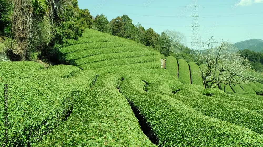 Landscape view of tea plantation on mountain hill in Japan. Landscape view of tea plantation on mountain hill in Japan.
