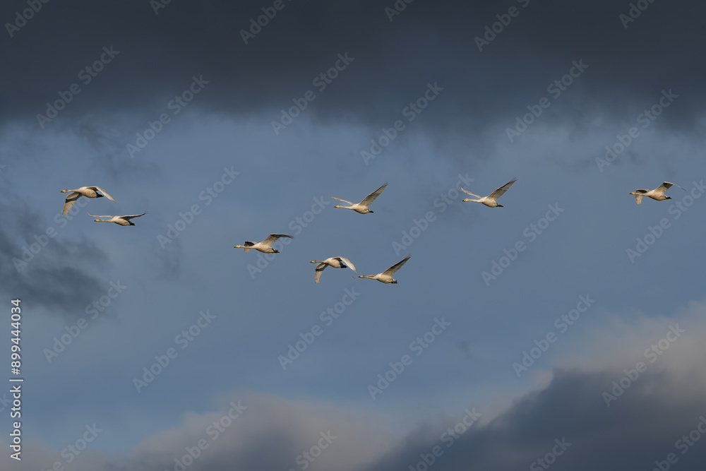 Key of flying Whooper swans also known as the common swans - Cygnus cygnus - with cloudy sky in background. Photo from Sæberg in Iceland. Key of flying Whooper swans also known as the common swans - Cygnus cygnus - with cloudy sky in background. Photo from Sæberg in Iceland.