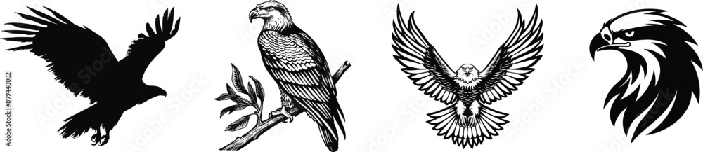 Obraz premium Collection of bald eagle, vector illustration.
