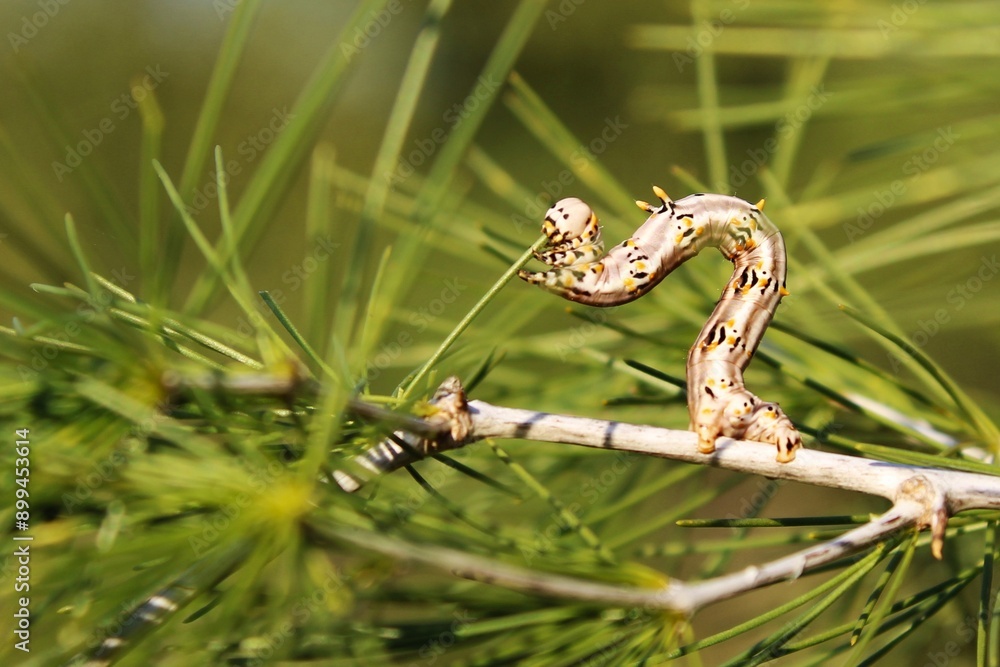 Naklejka premium Caterpillar 