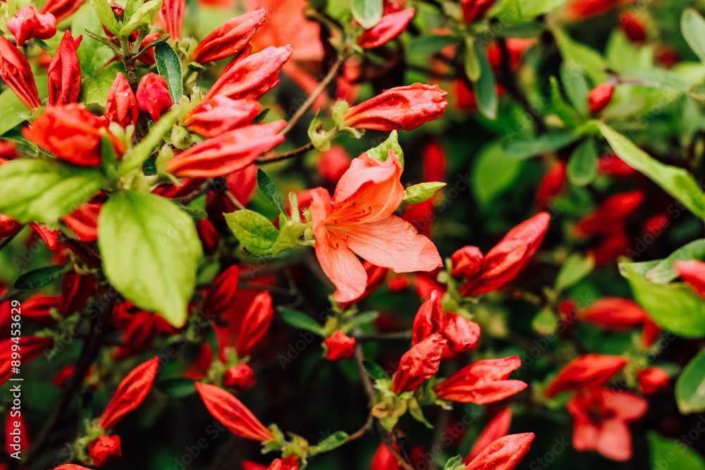Plant bush red rhododendron close up Plant bush red rhododendron close up