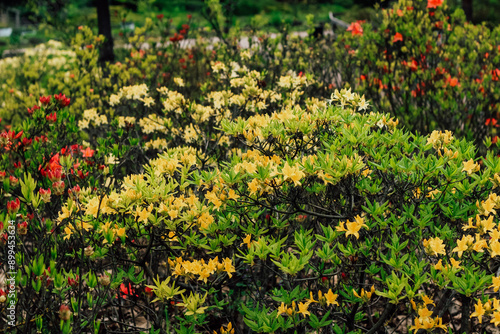 Plant bush yellow rhododendron close up