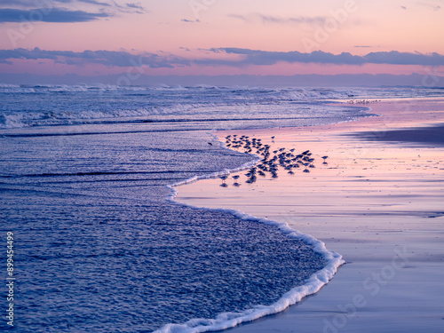 海鳥がいる夕暮れの砂浜 photo