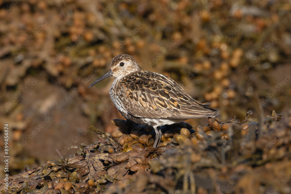 Dunlin - Calidris alpina wading in seaweed with blue water in background. Photo from Sæberg in Iceland. Dunlin - Calidris alpina wading in seaweed with blue water in background. Photo from Sæberg in Iceland.