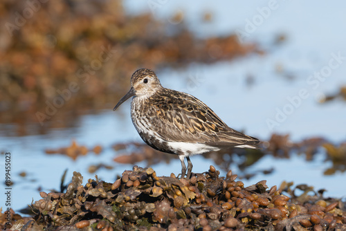 Dunlin - Calidris alpina wading in staying on rock with blue water in background. Photo from Sæberg  in Iceland. photo