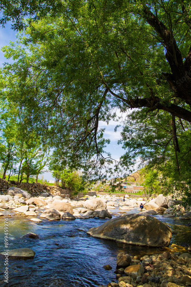 Fototapeta premium river in the forest