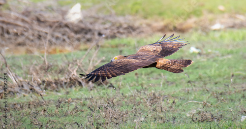 Crested honey buzzard in flight at low parallel to the ground. Hooked beak, and yellow eyes.  photo