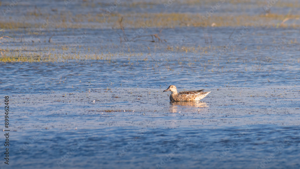 Fototapeta premium Lone Garganey duck calmly floating in the lagoon waters at Mannar, Sri Lanka.