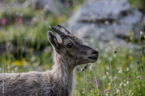 jeune chamois, Vanoise, Alpes, France