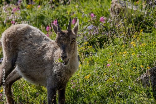 jeune chamois, Vanoise, Alpes, France