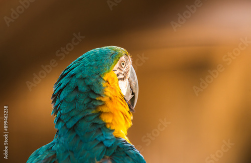 Blue-and-yellow macaw  (Ara ararauna) bird face from behind close-up shot.