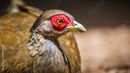 Silver Pheasant bird female (Lophura nycthemera) close-up face photograph