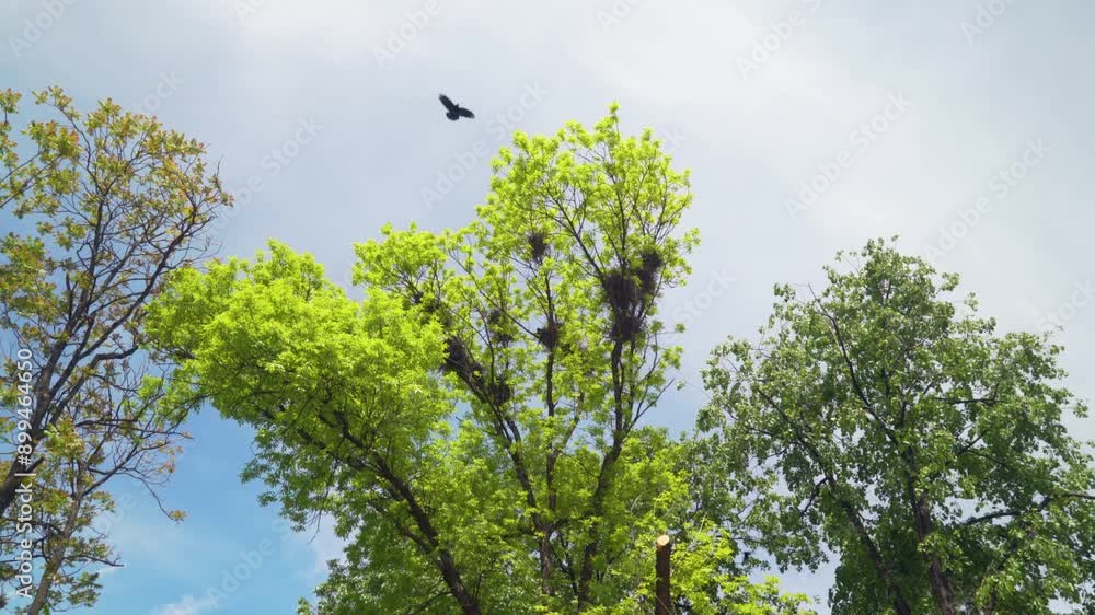 Crows flying and landing in the nestles on high trees, crane shot Crows flying and landing in the nestles on high trees, crane shot