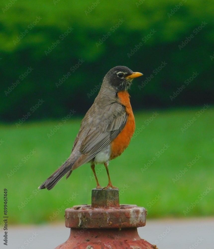 American Robin sitting on a fire hydrant American Robin sitting on a fire hydrant