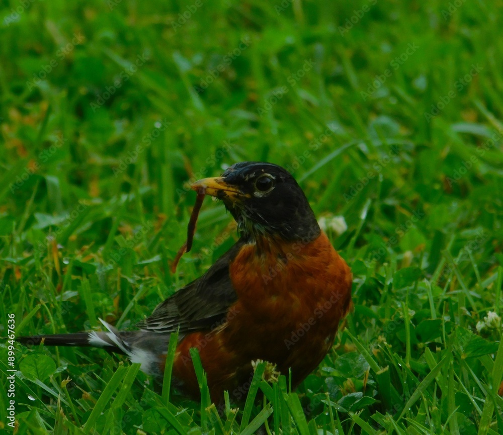 American Robin sitting in the grass eating a worm. American Robin sitting in the grass eating a worm.