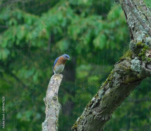 Eastern Bluebird sitting on a branch in the rain.
