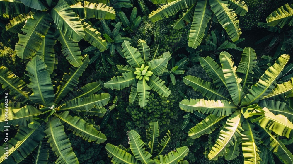 Fototapeta premium Banana plantation seen from above