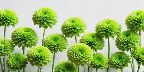 Fototapeta Naklejka Na Ścianę i Meble -  of vibrant green flowers on a white background, green, illustrated, flowers, nature, plant, botanical, colorful, vibrant, bloom