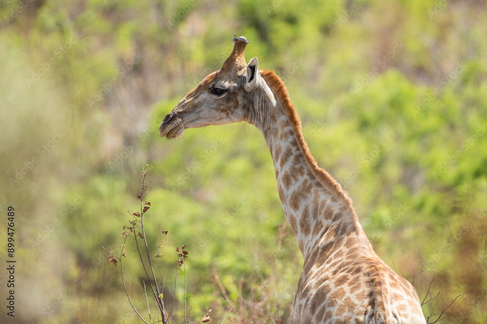 Obraz premium A giraffe walking through the african bush