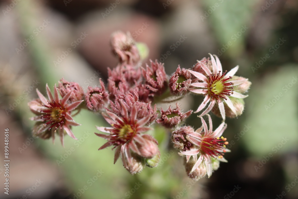 rojnik Cardinal Sempervivum rojnik Cardinal Sempervivum