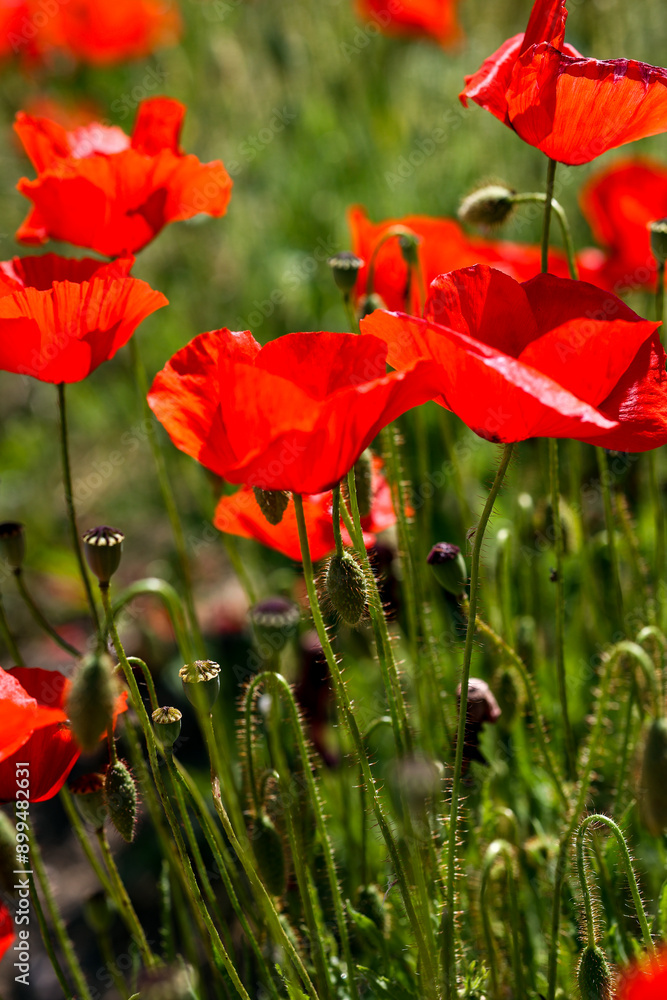 Obraz premium Blooming bright red poppies with petals and dark green buds capsules stems
