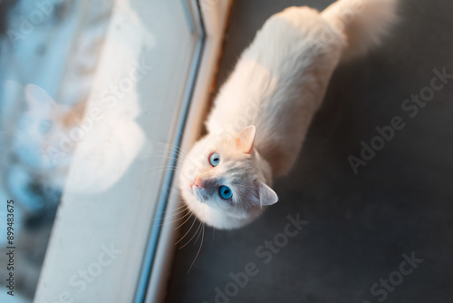 Portrait of white fluffy cat with blue eyes looking up near window.