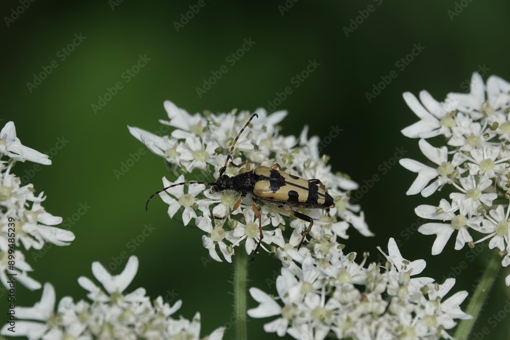 Spotted Longhorn Beetle (Rutpela maculata) Spotted Longhorn Beetle (Rutpela maculata)