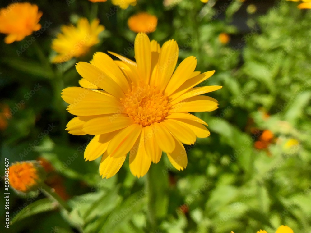 flower flower