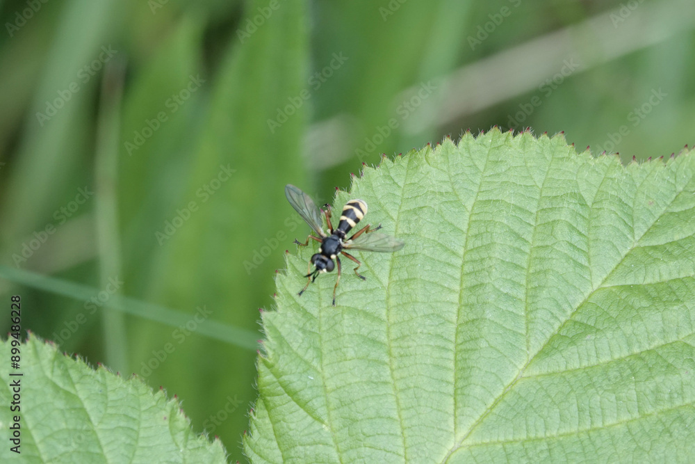 Conops quadrifasciatus, a conopid fly or beegrabber Conops quadrifasciatus, a conopid fly or beegrabber
