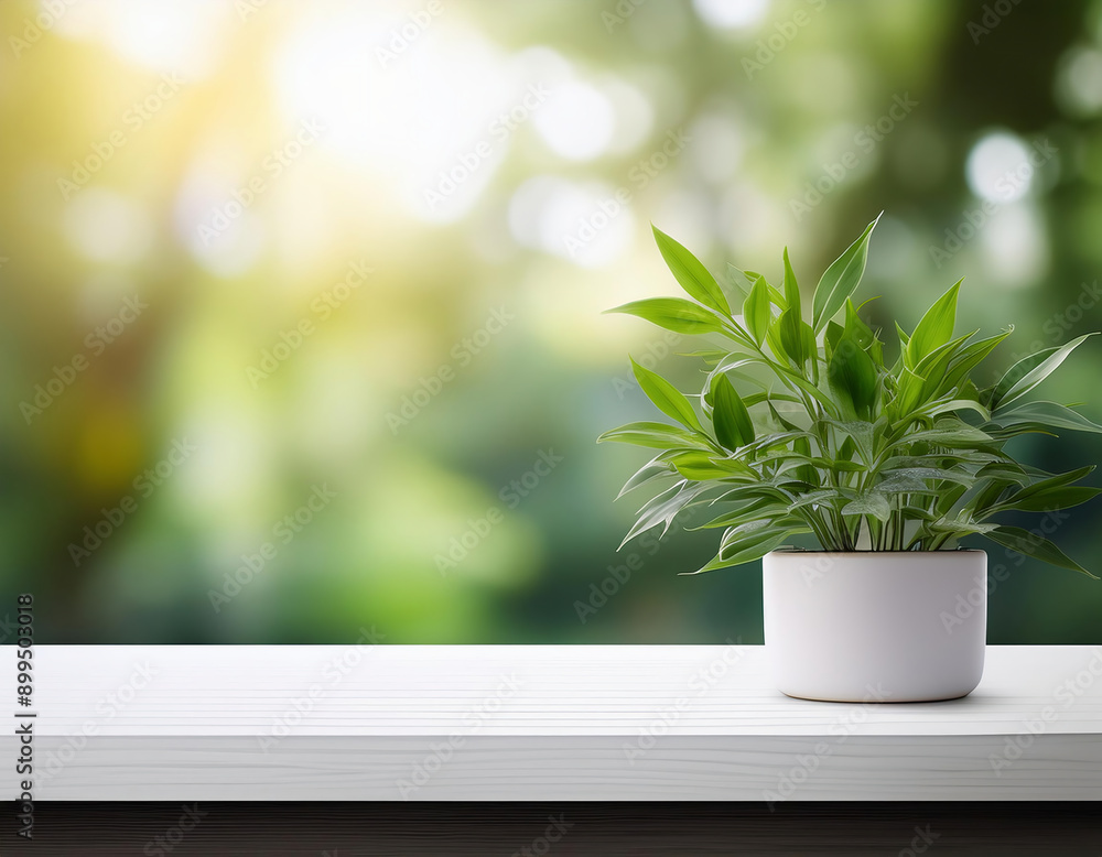 Green plant in white pot on white wooden table with bokeh nature background. Mock up, display for your product Green plant in white pot on white wooden table with bokeh nature background. Mock up, display for your product