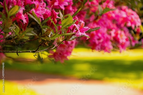 pink and yellow flowers