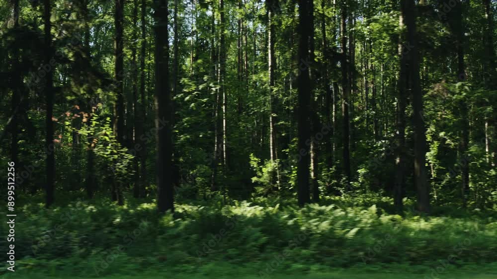 Driving plate side view of green mixed forest on summer sunny day from slow moving car Driving plate side view of green mixed forest on summer sunny day from slow moving car