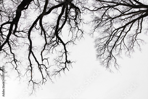 Leafless Oak tree branches silhouette. Black and white. Natural oak tree branches silhouette on a white background. Silhouettes of a dark gloomy forest with textured trees on a white background. 
