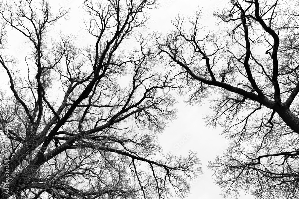 Leafless Oak tree branches silhouette. Black and white. Natural oak tree branches silhouette on a white background. Silhouettes of a dark gloomy forest with textured trees on a white background. Leafless Oak tree branches silhouette. Black and white. Natural oak tree branches silhouette on a white background. Silhouettes of a dark gloomy forest with textured trees on a white background.