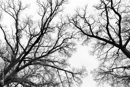 Leafless Oak tree branches silhouette. Black and white. Natural oak tree branches silhouette on a white background. Silhouettes of a dark gloomy forest with textured trees on a white background. 