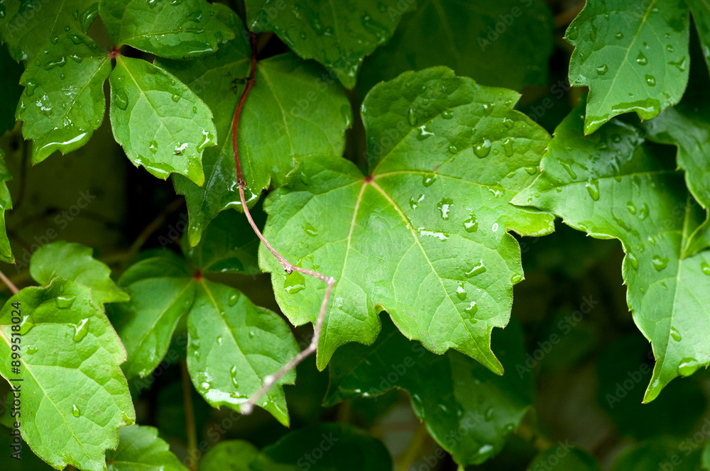 雨に濡れた緑のツタの葉