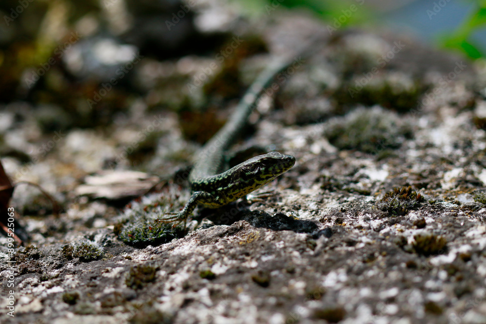 Le lézard des murailles Le lézard des murailles