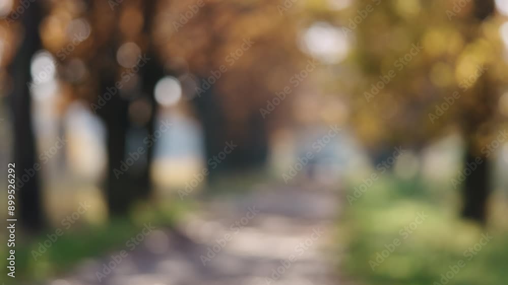 Bokeh blurred background of autumn oak alley on sunny morning Bokeh blurred background of autumn oak alley on sunny morning