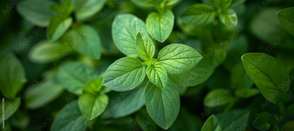 Herb leaf plant growth. Nature ecology growth planting environment concept. Generative AI technology.
Herb leaf plant growth. Nature ecology growth planting environment concept. Generative AI technology.