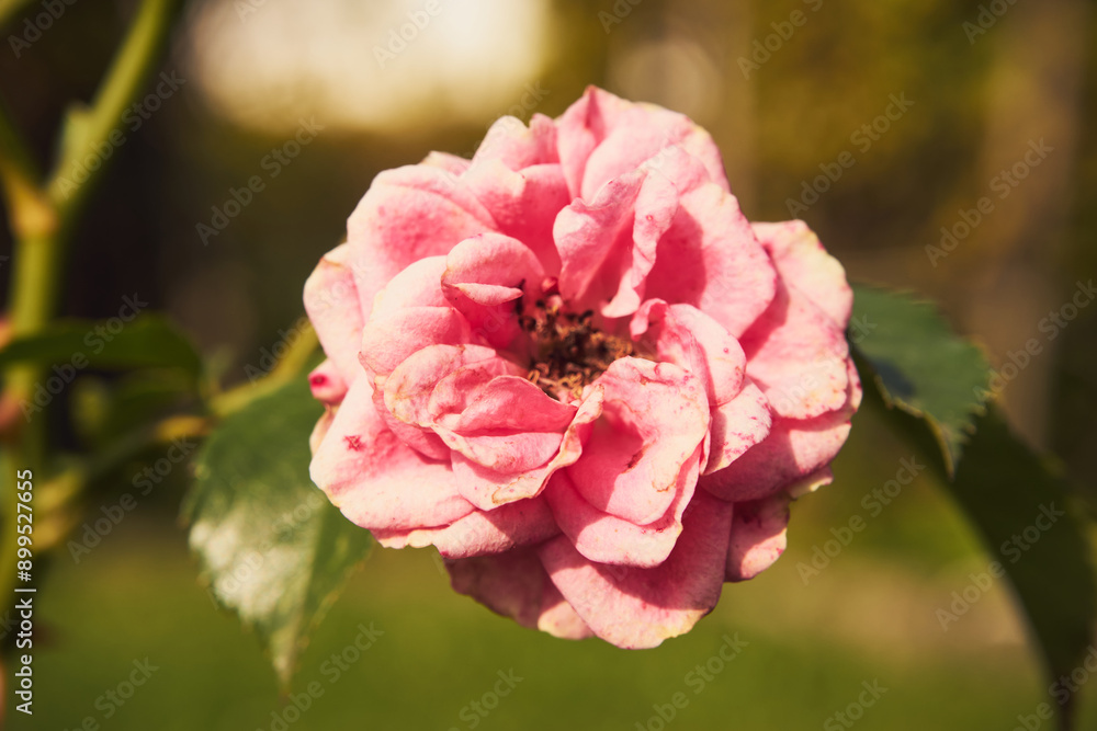 Fototapeta premium róża 