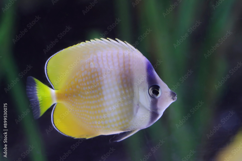 sunburst butterfly fish ( chactodon kleinii ) swim in the water sunburst butterfly fish ( chactodon kleinii ) swim in the water
