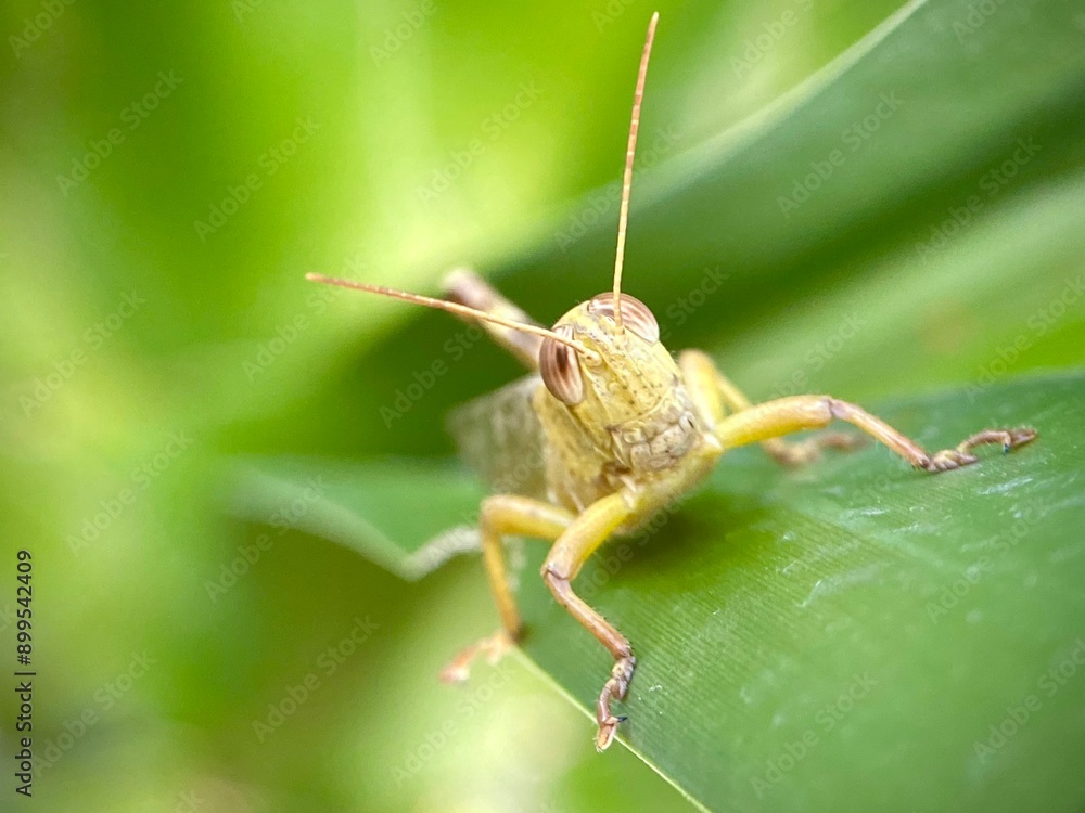 Beautiful green grasshopper macro shot. A blacksmith holds on to a stalk of green grass. The background is blurred. Green background image of nature. Beautiful green grasshopper macro shot. A blacksmith holds on to a stalk of green grass. The background is blurred. Green background image of nature.