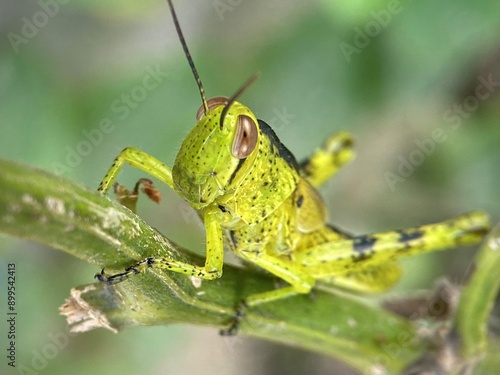 Beautiful green grasshopper macro shot. A blacksmith holds on to a stalk of green grass. The background is blurred. Green background image of nature.