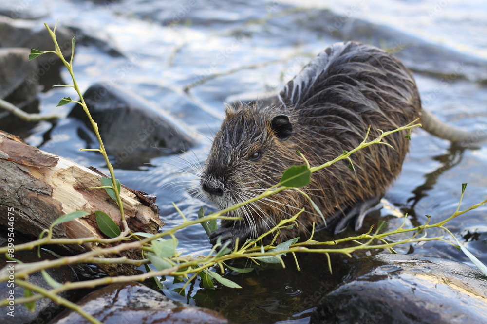 Muskrat Ondatra zibethicus or nutria Myocastor coypus rodent in water Muskrat Ondatra zibethicus or nutria Myocastor coypus rodent in water