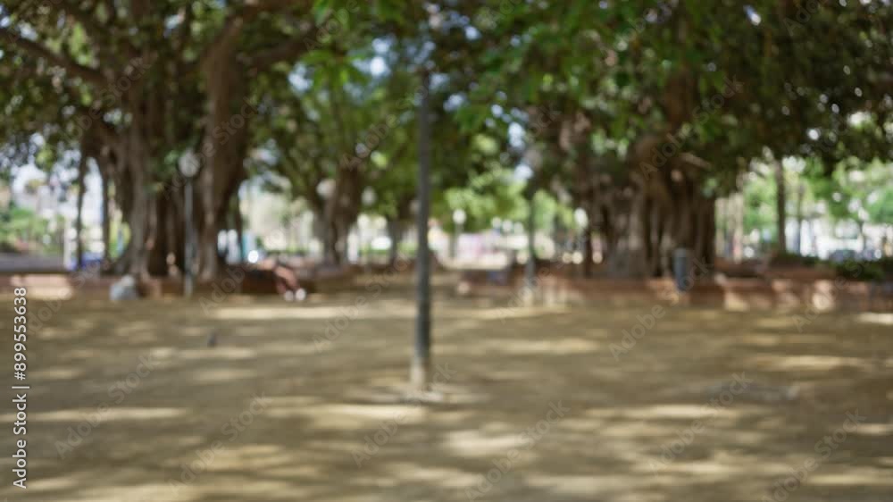 Empty park with large trees and defocused background on a bright sunny day Empty park with large trees and defocused background on a bright sunny day